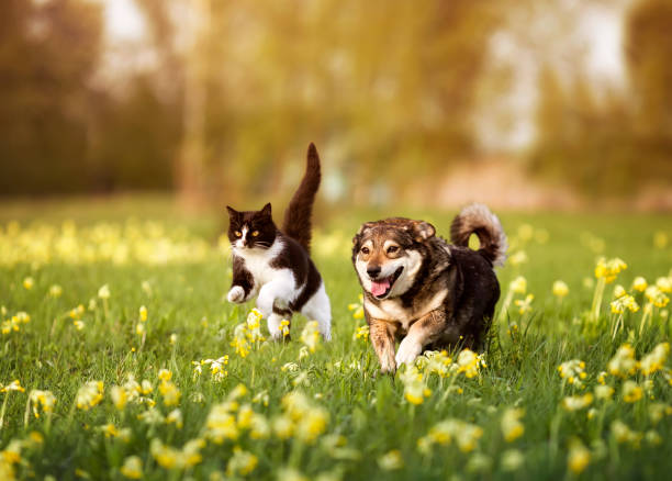 Hund_Katze_rennen_istockphoto-2128247399-612x612